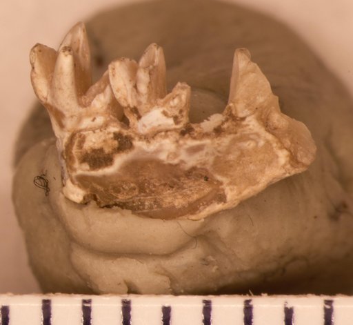 Kentrogomphios strophensis White, 1954