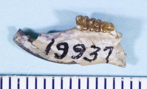 Paradjidaumo trilophus (Cope, 1873)
