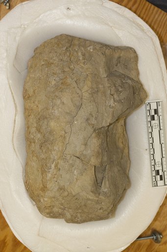 Agomphus alabamensis Gilmore, 1919