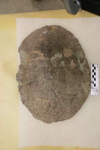 Echmatemys wyomingensis (Leidy, 1869)