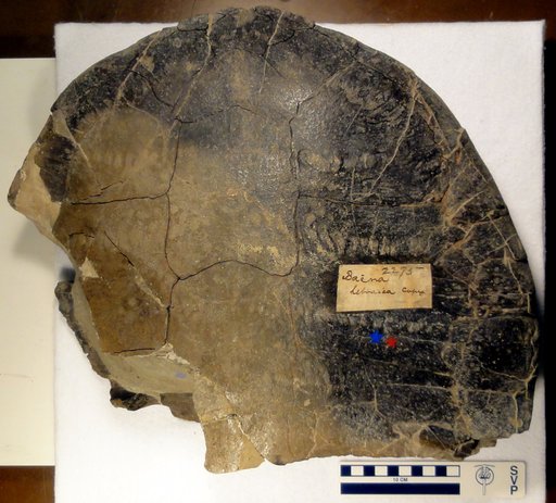 Chisternon hebraicum (Cope, 1872)