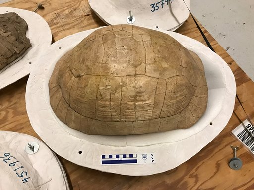 Geochelone crassiscutata (Leidy, 1899)
