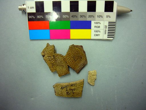 Trionyx thomasii Cope, 1872