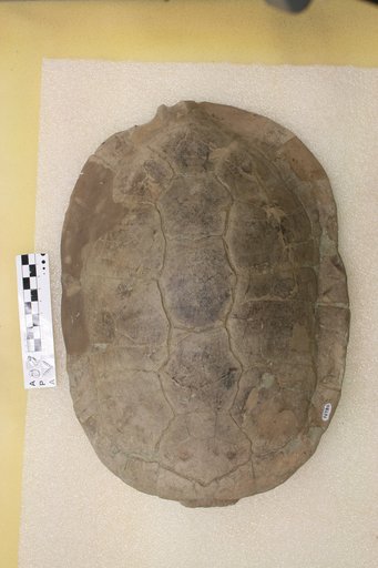 Echmatemys wyomingensis (Leidy, 1869)