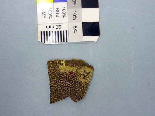Trionyx thomasii Cope, 1872