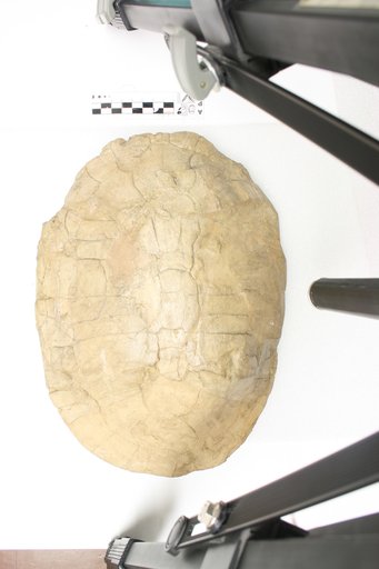 Echmatemys wyomingensis (Leidy, 1869)
