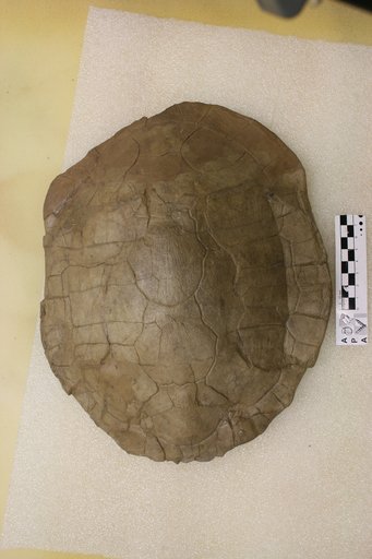Echmatemys wyomingensis (Leidy, 1869)