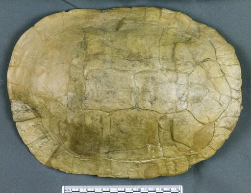 Echmatemys wyomingensis (Leidy, 1869)