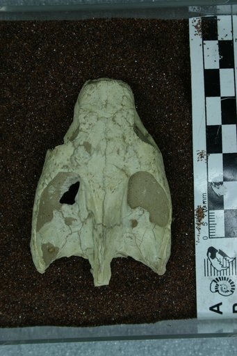 Testudo sp