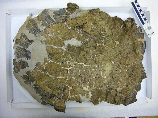Adocus annexus (Hay, 1910)