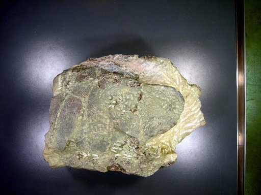 Baena sp