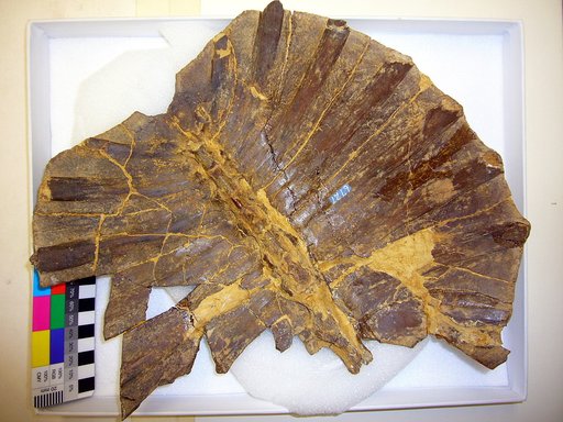 Gilmoremys lancensis (Gilmore, 1916)
