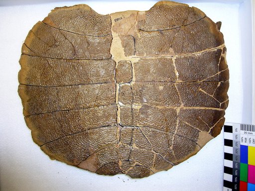 Aspideretes latus Gilmore, 1919