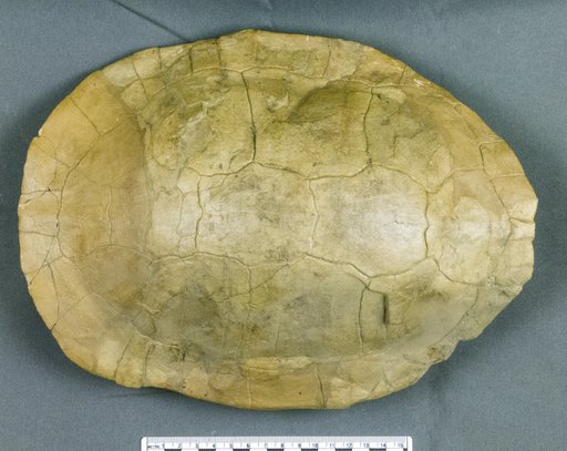 Echmatemys wyomingensis (Leidy, 1869)