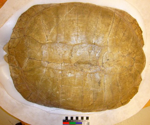 Gopherus praeextans (Lambe, 1913)