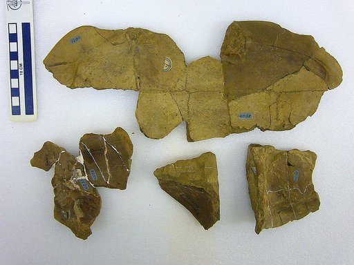 Echmatemys septaria (Cope, 1873)