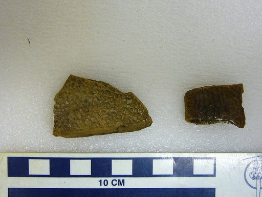 Trionyx foveatus (Leidy, 1856)