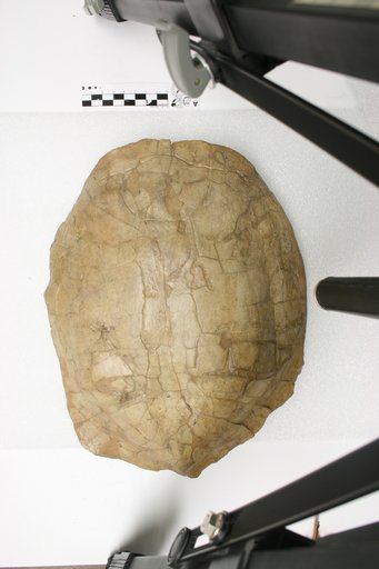 Echmatemys wyomingensis (Leidy, 1869)