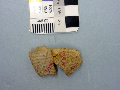 Plastomenus communis Cope, 1875