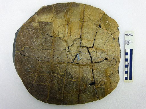 Amyda cf. franciscae Hay, 1908