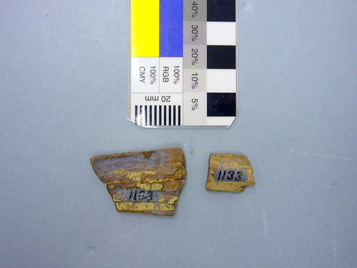 Plastomenus communis Cope, 1875