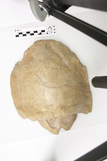 Echmatemys wyomingensis (Leidy, 1869)