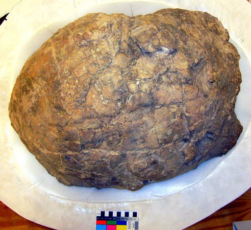 Stylemys nebrascensis Leidy, 1851