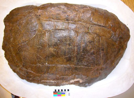Basilemys gaffneyi Sullivan, 2011