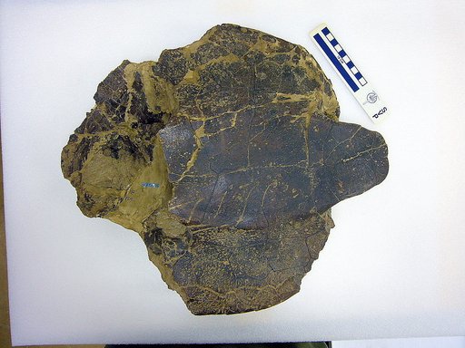 Thescelus hemispherica Gilmore, 1935