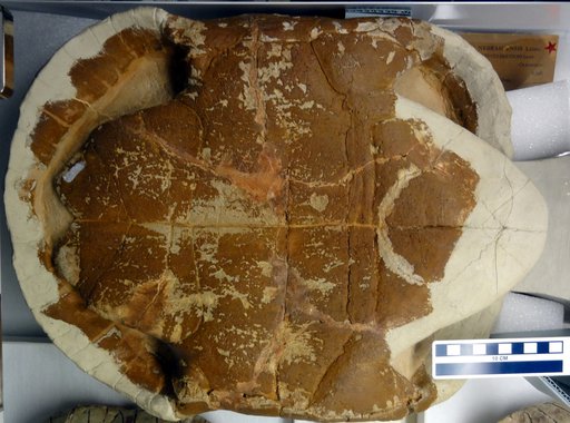 Testudo culbertsoni Leidy, 1852