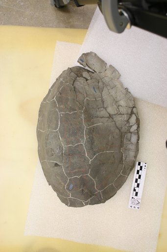 Emys wyomingensis Leidy, 1869