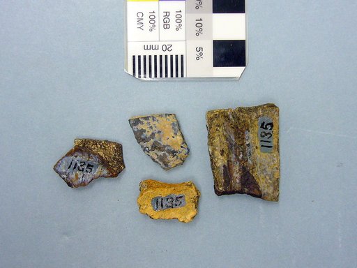 Plastomenus communis Cope, 1875