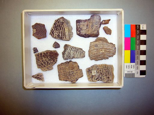 Trionyx radula Cope, 1875