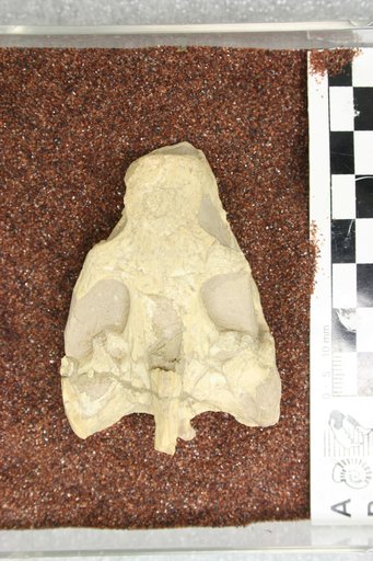 Testudo sp