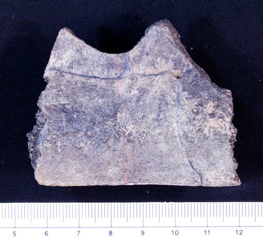 Macrochelys floridana Hay, 1907
