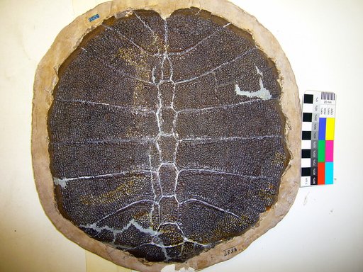 Aspideretes reesidei Gilmore, 1919
