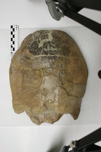 Echmatemys wyomingensis (Leidy, 1869)