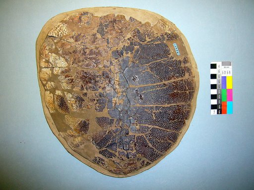 Aspideretes ovatus Gilmore, 1935