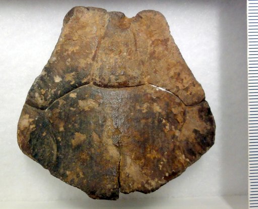 Pseudemys extincta Hay, 1908