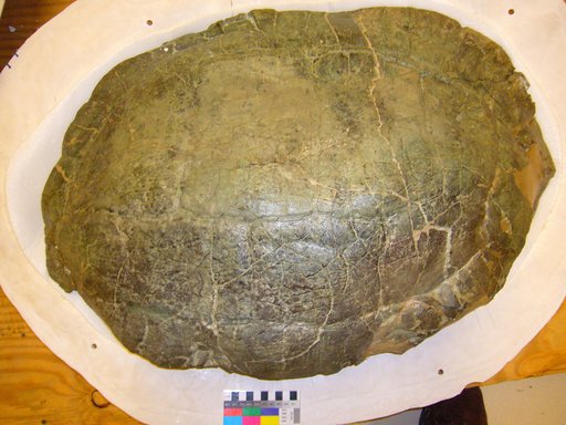 Hadrianus sp