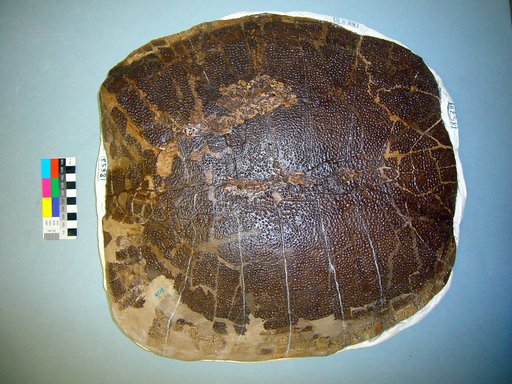 Aspideretoides robustus (Gilmore, 1919)