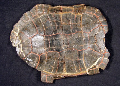 Echmatemys wyomingensis (Leidy, 1869)