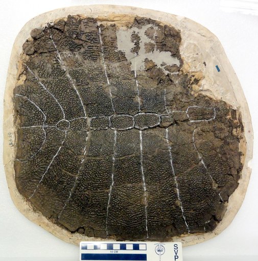 Aspideretes quadratus Gilmore, 1919