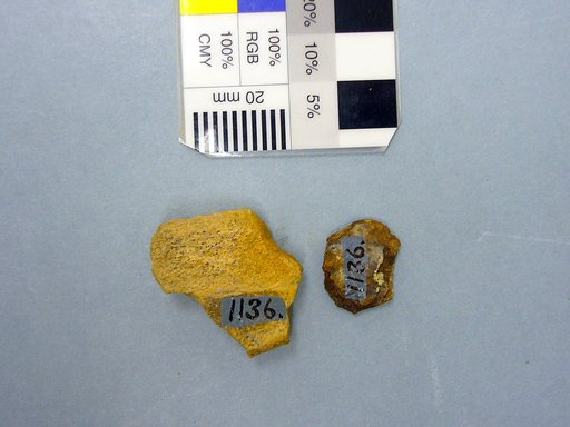 Plastomenus communis Cope, 1875