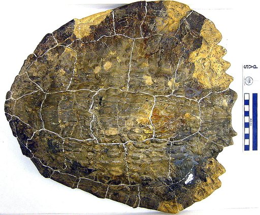 Baena nodosa Gilmore, 1916