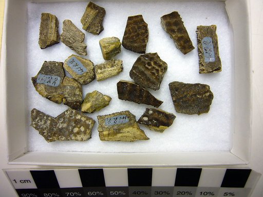 Trionyx concentrica Cope, 1872