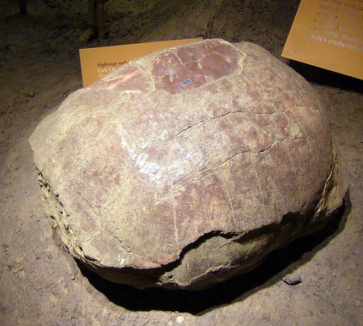 Stylemys nebrascensis Leidy, 1851