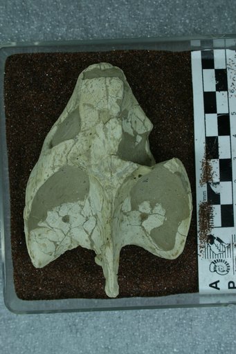 Testudo sp