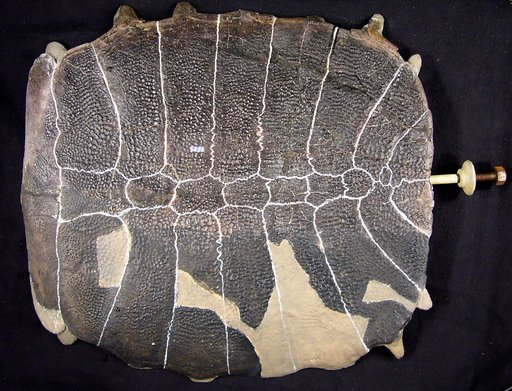 Amyda aequa Hay, 1908
