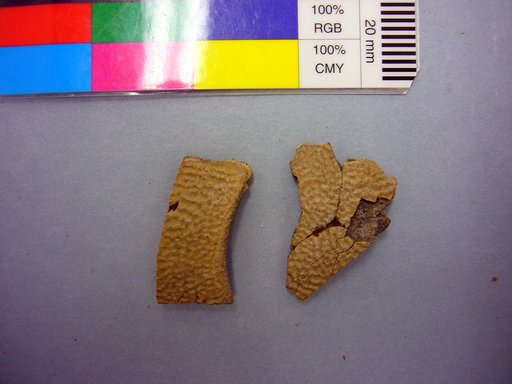 Trionyx thomasii Cope, 1872
